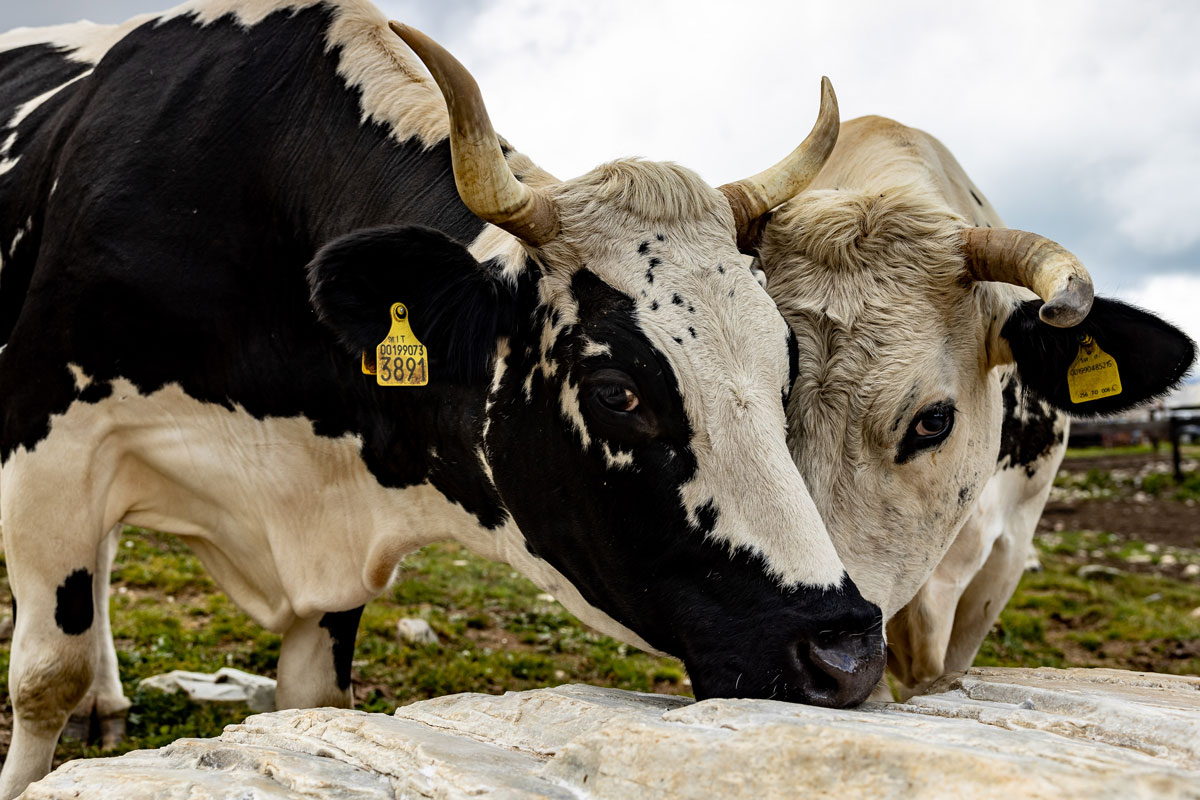A pair of cows.