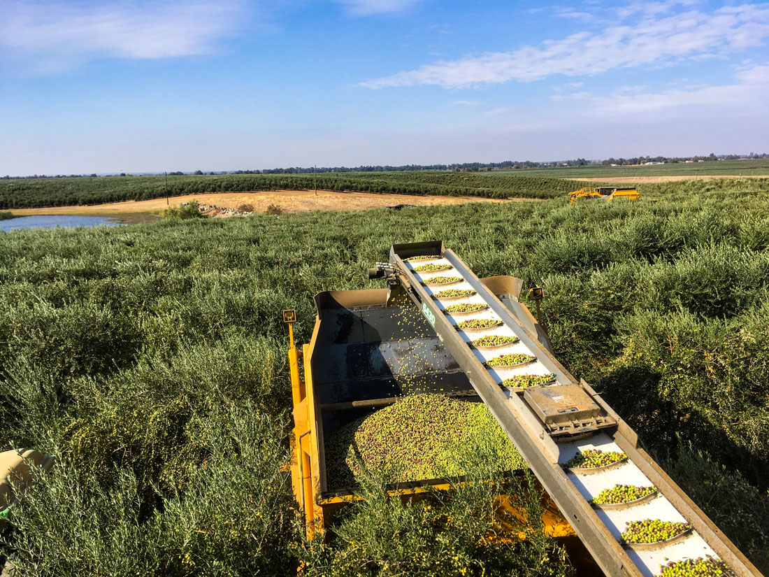 An olive field.