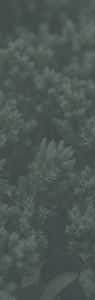 Foliage from a Juniper tree.