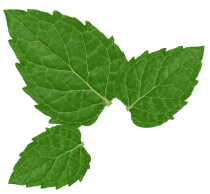 Mint leaves