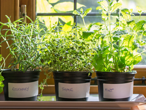 Various herbs growing in pots in front of a window