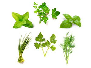 Stems and leaves of various tender herbs