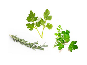 Parsley, rosemary and cilantro sprigs