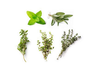 Mint, thyme, sage, oregano and marjoram sprigs