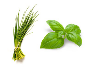 Basil and chives sprigs